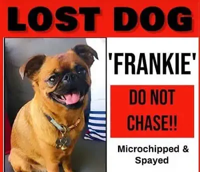 Nicole Young Lost Dog Frankie